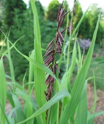 MELICA altissima 'Atropurpurea' - Graminée, Mélique