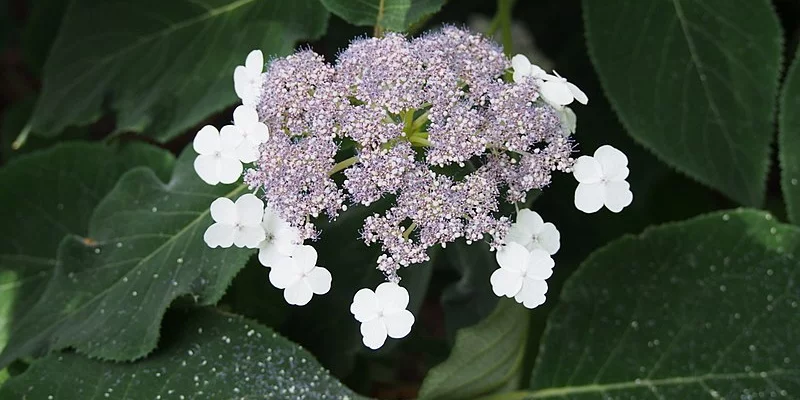 HYDRANGEA aspera 'Sargentiana' - Hortensia à grandes feuilles