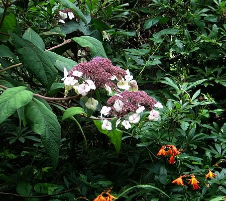 HYDRANGEA aspera 'Sargentiana' - Hortensia à grandes feuilles