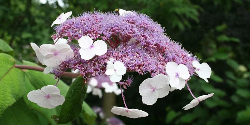 HYDRANGEA aspera 'Sargentiana' - Hortensia à grandes feuilles