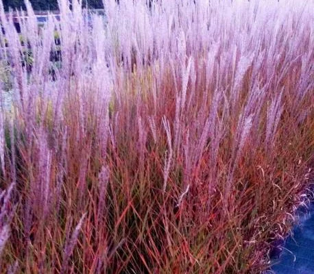 MISCANTHUS sinensis 'Purpurascens'