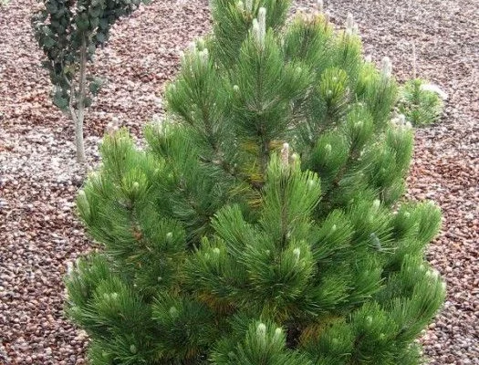 PINUS leucodermis 'Compact Gem' - Pin des Balkans nain