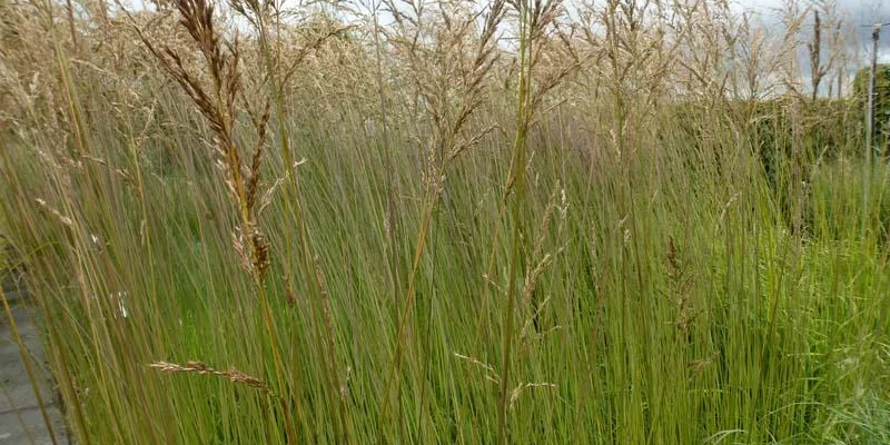 MOLINIA caerulea arundinacea 'Fontäne' - Molinie 'Fontäne'