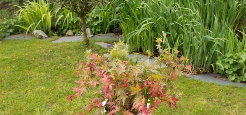 Érable du Japon 'Beni-Maiko' - Acer palmatum 'Beni-Maiko', érable japonais