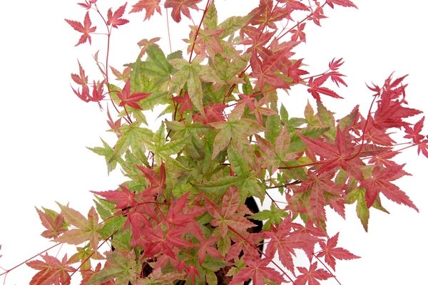 Acer palmatum 'Beni-Maiko' - Erable du japon