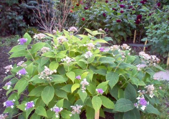 HYDRANGEA involucrata - Hortensia