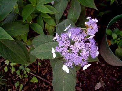 HYDRANGEA involucrata - Hortensia