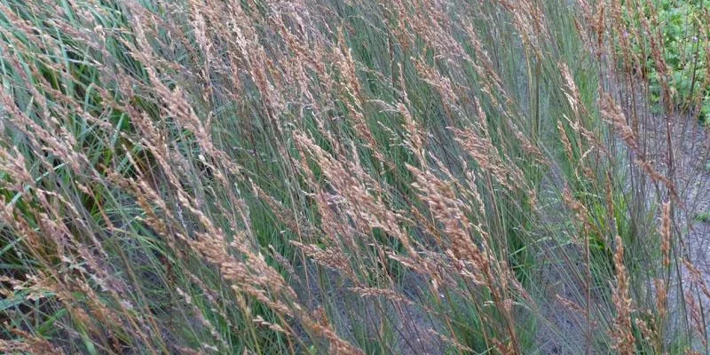 MOLINIA caerulea 'Edith Dudszus' - Molinie bleue, Paleine, Graminée