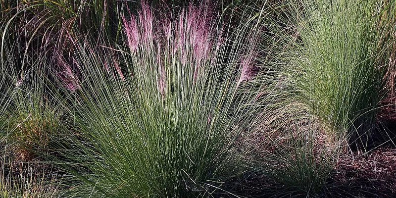 MOLINIA caerulea 'Edith Dudszus' - Molinie 'Edith Dudszus'
