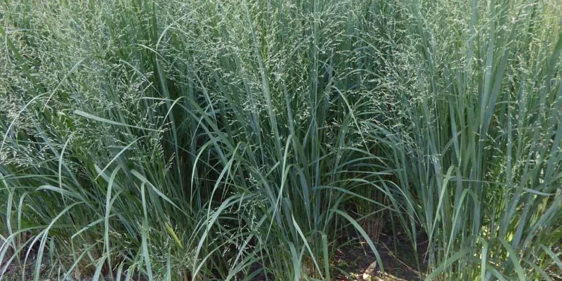 PANICUM virgatum 'Northwind'