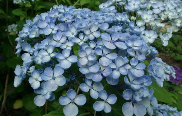 HYDRANGEA macrophylla 'Ayesha' - Hortensia