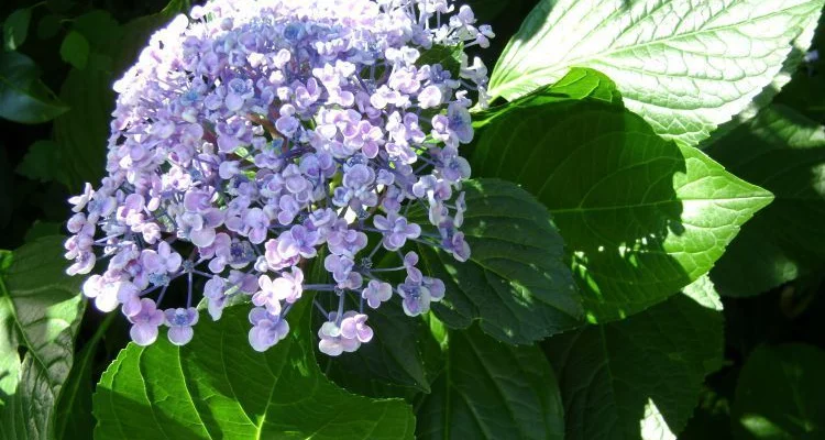 HYDRANGEA macrophylla 'Ayesha' - Hortensia