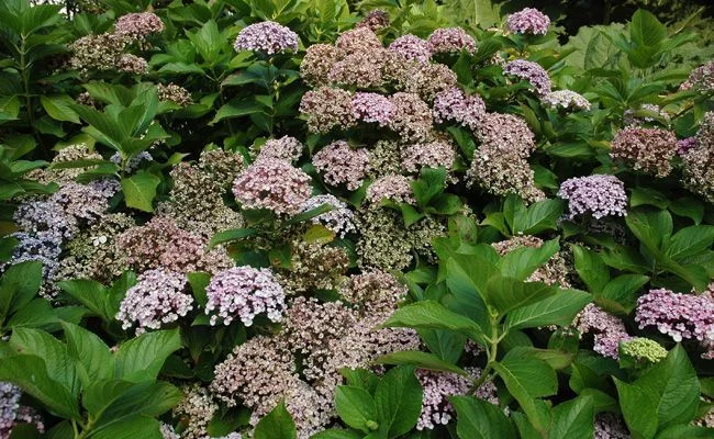 HYDRANGEA macrophylla 'Ayesha' - Hortensia