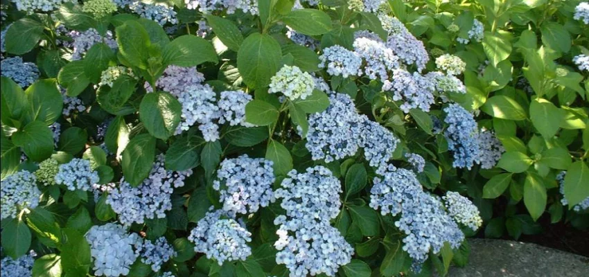 HYDRANGEA macrophylla 'Ayesha' - Hortensia