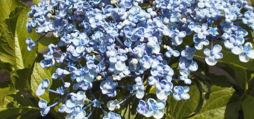 HYDRANGEA macrophylla 'Ayesha' - Hortensia