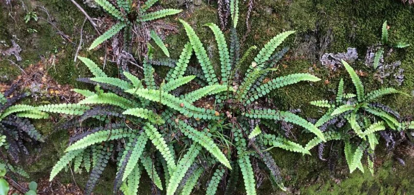 BLECHNUM penna-marina - Fougère