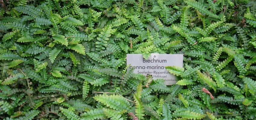 BLECHNUM penna-marina - Fougère