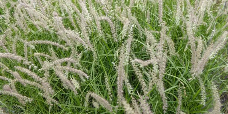 PENNISETUM orientale 'Tall Tails' - Graminée, Herbe aux écouvillons