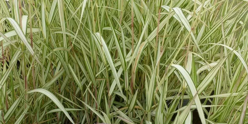 PHALARIS arundinacea 'Feesey' - Ruban de Vierge