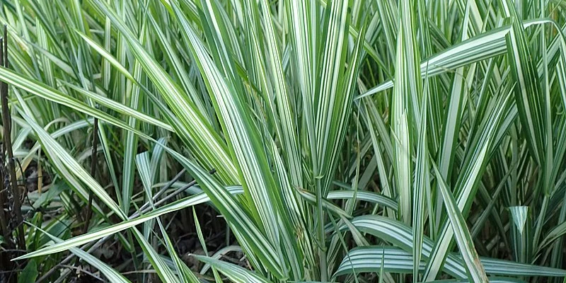 PHALARIS arundinacea 'Feesey' - Ruban de Vierge