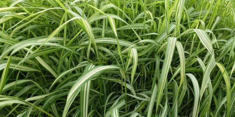 PHALARIS arundinacea 'Luteopicta' - Ruban de Vierge