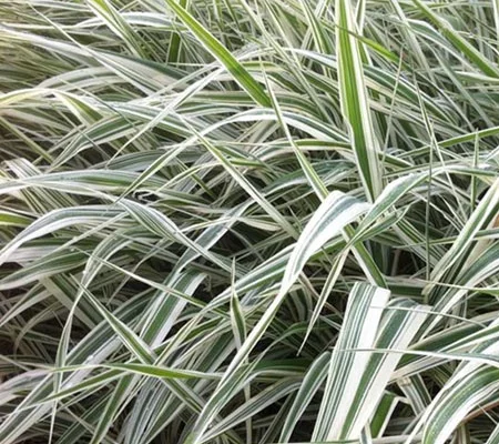 PHALARIS arundinacea 'Luteopicta' - Ruban de Vierge