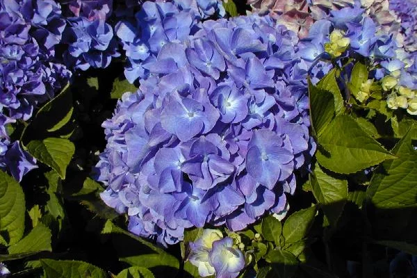 HYDRANGEA macrophylla 'Benelux' - Hortensia