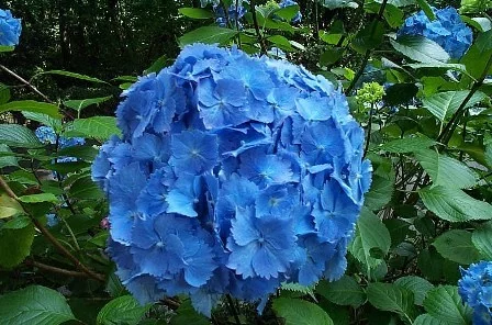 HYDRANGEA macrophylla 'Benelux' - Hortensia