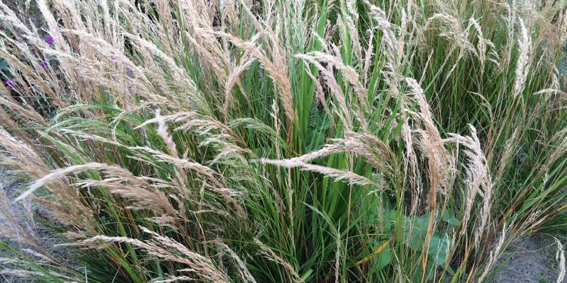 STIPA calamagrostis - Stipe argenté