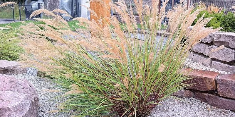 STIPA calamagrostis