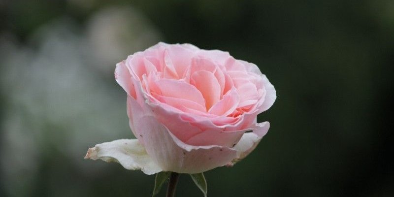 ROSIER TIGE Grande fleur 'JOHANN STRAUSS' ® Meioffic