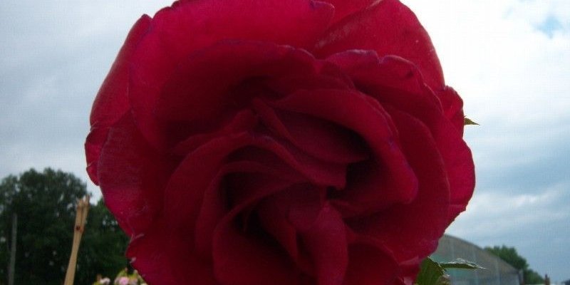 ROSIER TIGE Grande fleur 'LE GRAND HUIT' ® Adharman