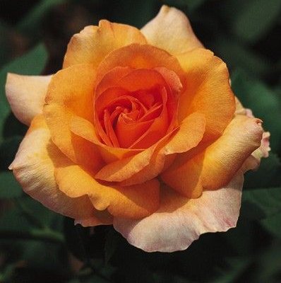 ROSIER TIGE Grande fleur 'PACO RABANNE' ® Adaharlu