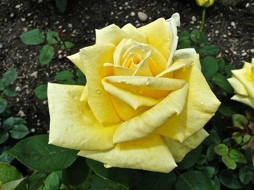 ROSIER TIGE Grande fleur 'GOLDEN FASHION' ® Nirpyelasif