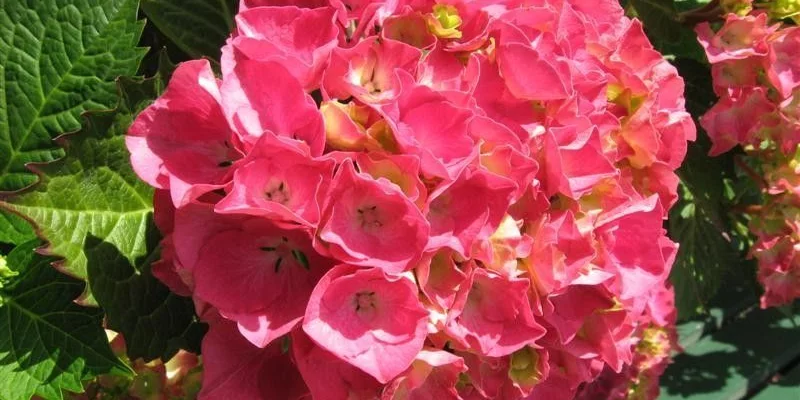 HYDRANGEA macrophylla 'Etincelant' - Hortensia