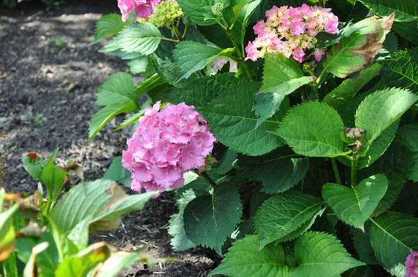 HYDRANGEA macrophylla 'Hambourg' - Hortensia