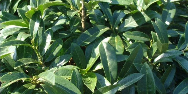 PRUNUS laurocerasus 'Mount Vernon'