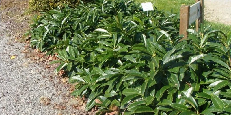 PRUNUS laurocerasus 'Mount Vernon'