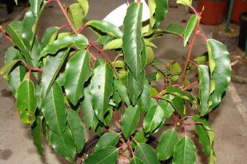 PRUNUS lusitanica 'Angustifolia' - Laurier du Portugal