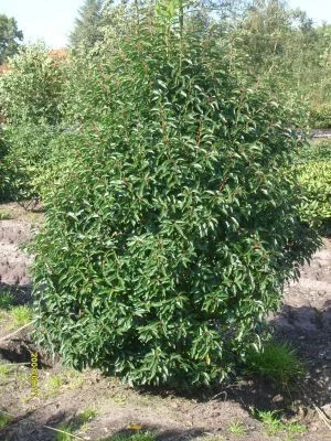 PRUNUS lusitanica 'Angustifolia' - Laurier du Portugal, plante de haie