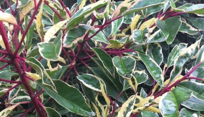 PRUNUS lusitanica 'Variegata' - Laurier du Portugal panaché, plante de haie