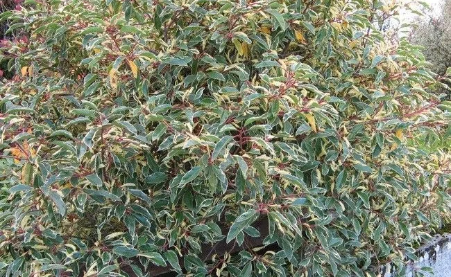 PRUNUS lusitanica 'Variegata' - Laurier du Portugal panaché, plante de haie