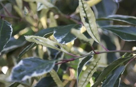 PRUNUS lusitanica 'Variegata' - Laurier du Portugal panaché, plante de haie