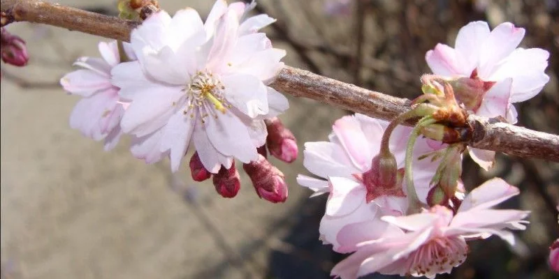 PRUNUS subhirtella 'Autumnalis Rosea' - Cerisier à fleurs