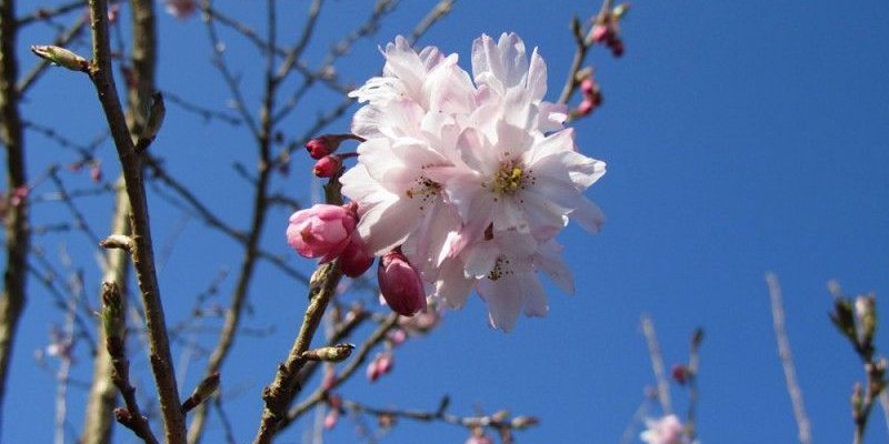PRUNUS subhirtella 'Autumnalis Rosea' - Cerisier à fleurs