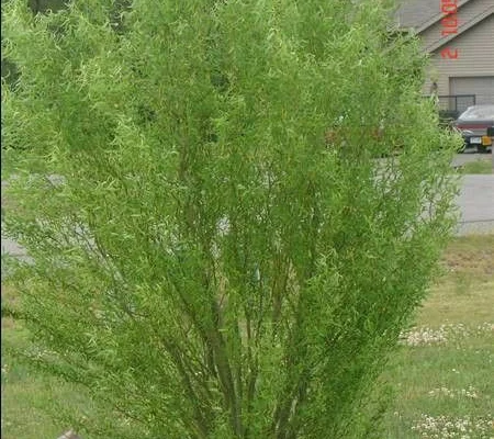 SALIX Babylonica 'Tortuosa' - Saule torteux