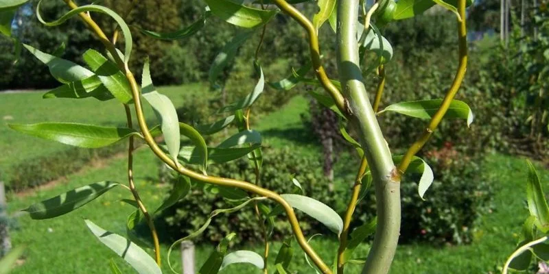 SALIX Babylonica 'Tortuosa' - Saule torteux