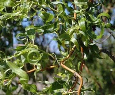 SALIX Babylonica 'Tortuosa' - Saule torteux