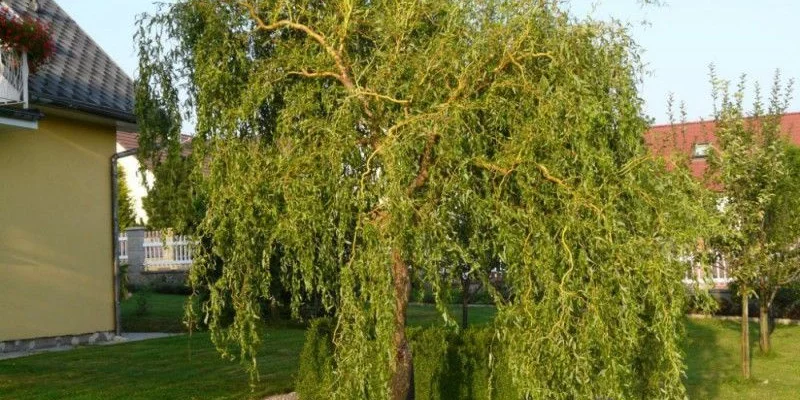 SALIX Babylonica 'Tortuosa' - Saule torteux