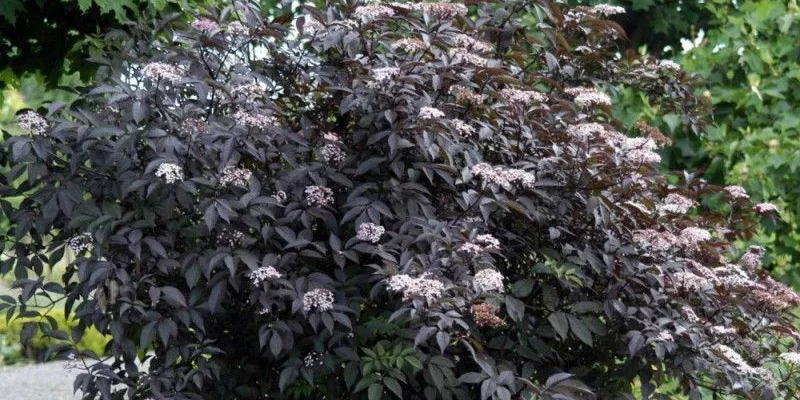 SAMBUCUS nigra 'Black Beauty'® - Sureau noir 'Black Beauty'®